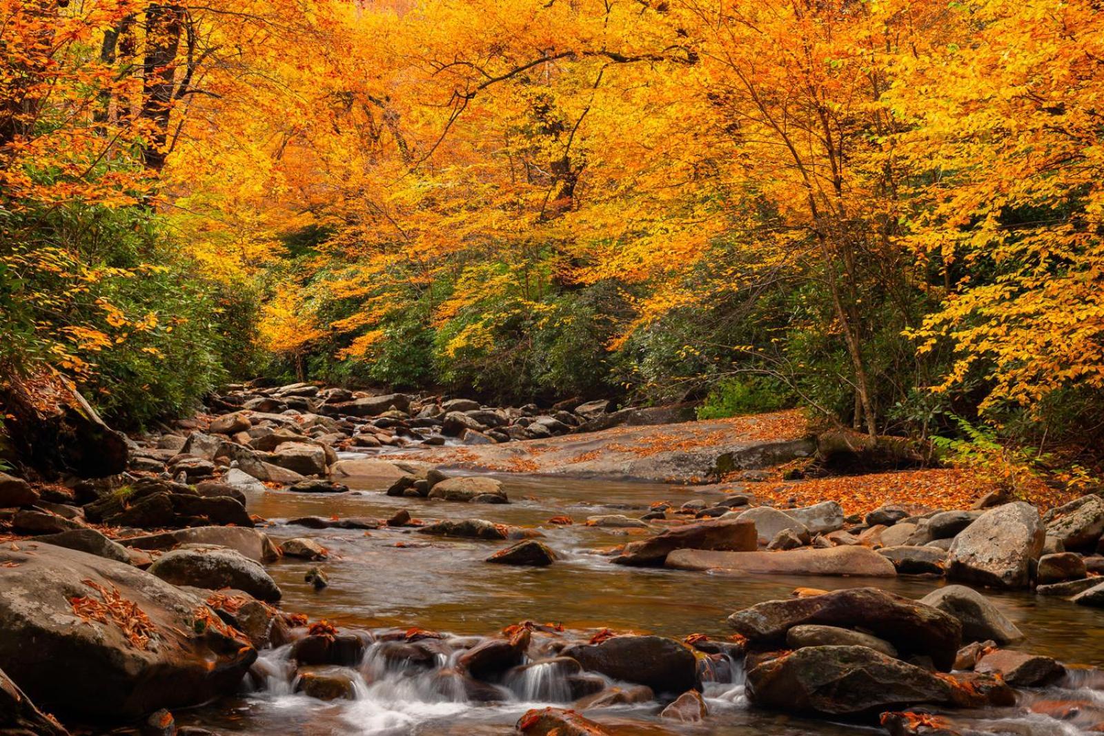A Charming Cabin, Pool, Firepit, Hot Tub-Jacuzzi Gatlinburg Exteriör bild